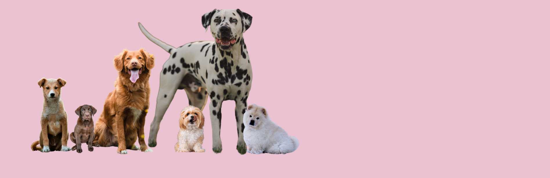 pink banner, large format, different sizes of dog breed, sitting and standing, from labrador to puppies.